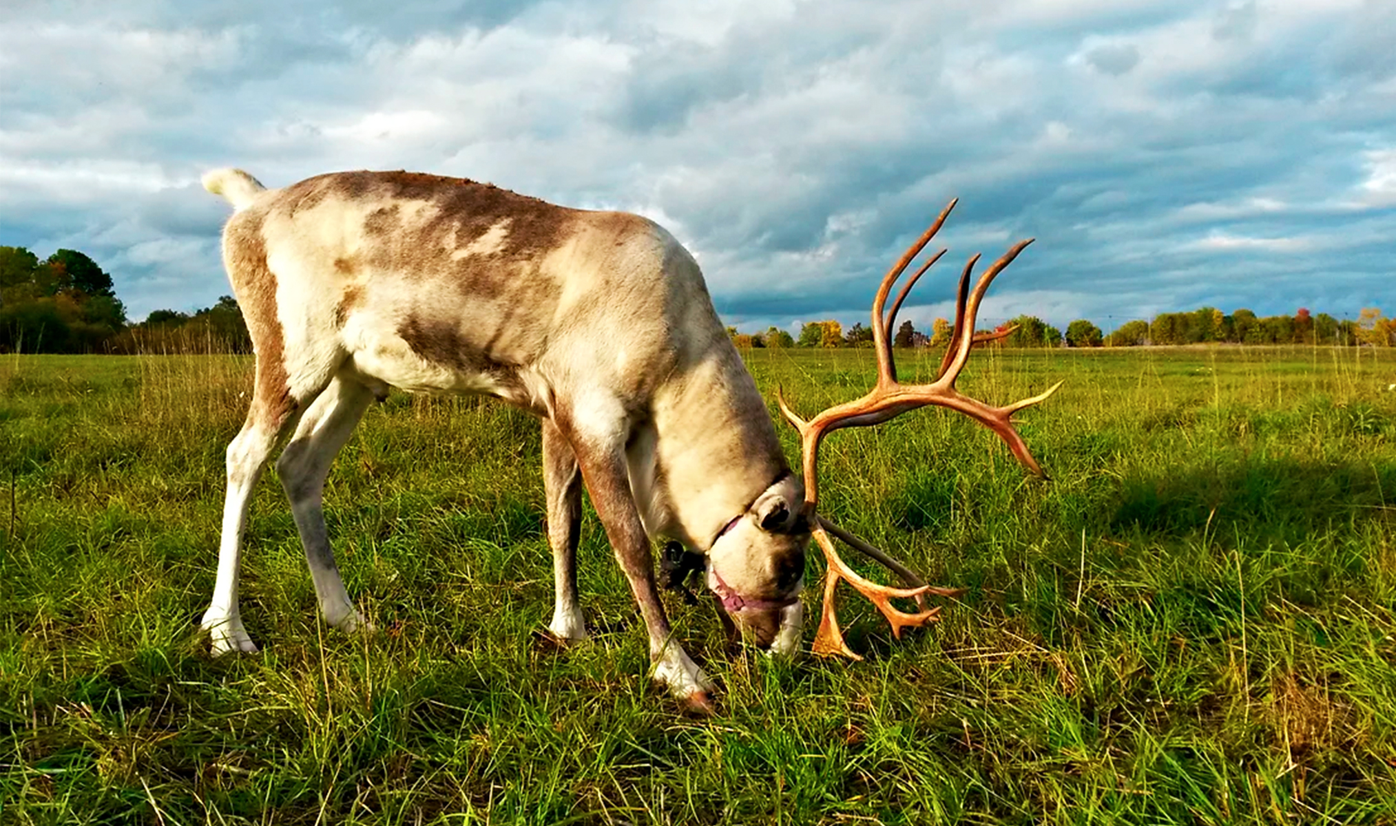 A memorable deer-feeding experience